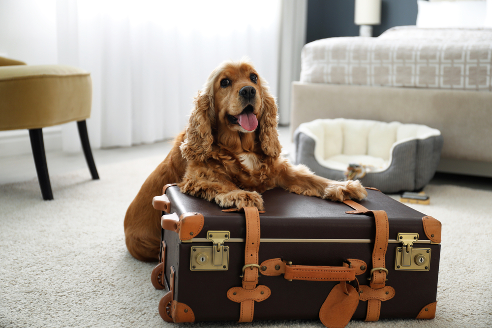 Cheapest Pet Friendly Hotels in Pigeon Forge